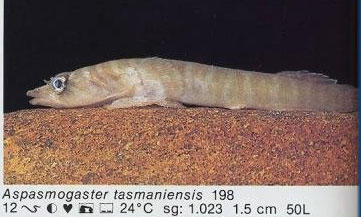 Aspasmogaster tasmaniensis